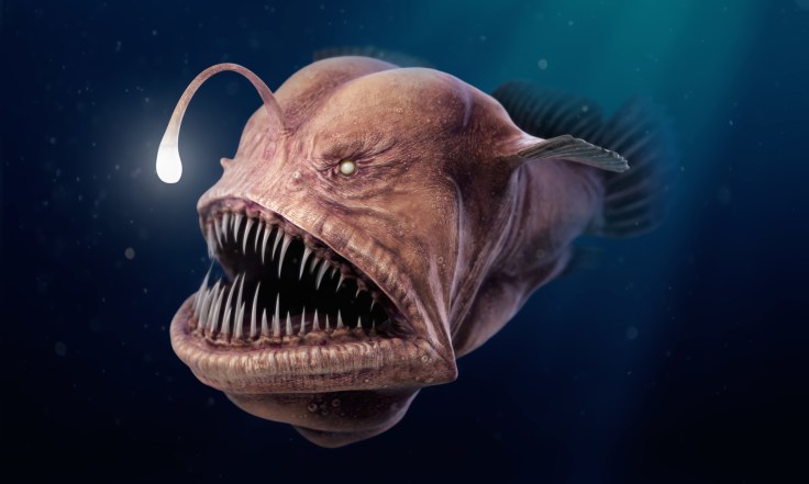 AnglerFish